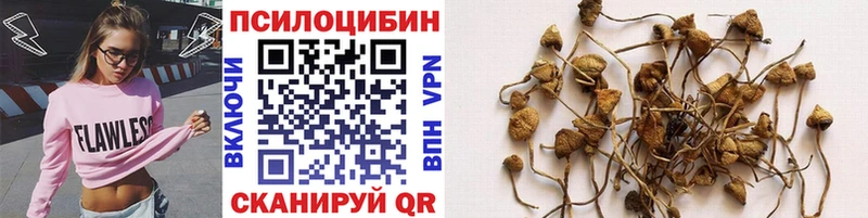 Галлюциногенные грибы Psilocybine cubensis Зеленокумск